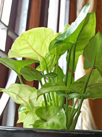 A Splash of Color: Flowers & Foliage photo 13