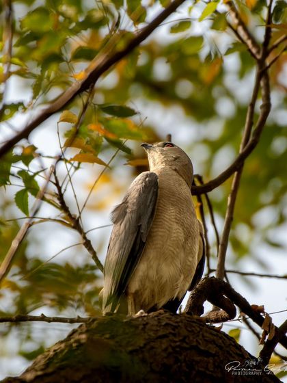 A Shikra looking up from its perch in a tree, its sharp eyes ever watchful.