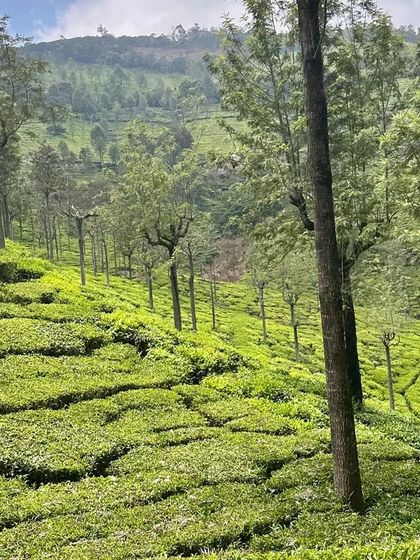 The stunning landscape of the tea gardens in the Nilgiris, a highlight of our Ooty trip.
