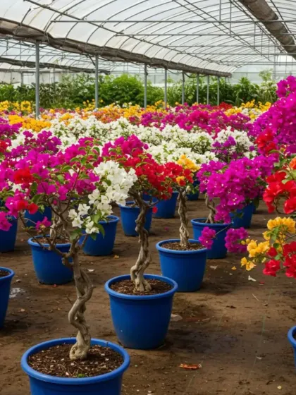 Inside my greenhouse, rows of potted bougainvillea with twisted trunks are ready for sale. The controlled environment ensures each plant is healthy and bursting with color, including shades of pink, red, and white.