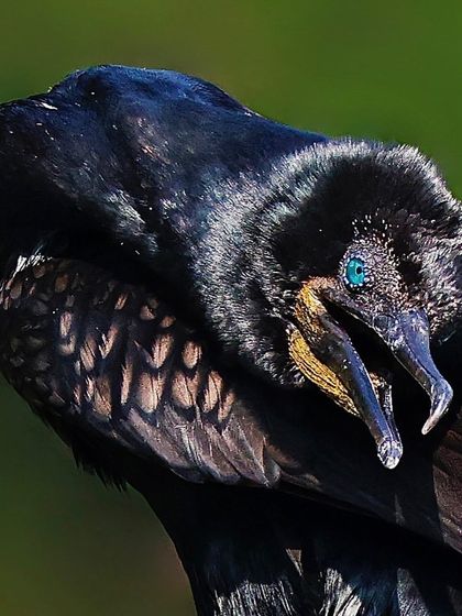 An Indian Cormorant preening its feathers. This close-up reveals the incredible texture of its wing feathers and the striking, jewel-like quality of its blue-green eye.
