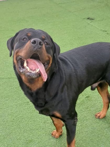 A happy Rottweiler, tongue out, ready to play.