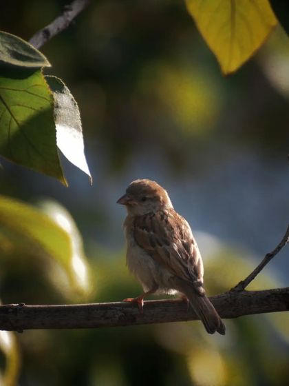 Lalith - Wildlife & Nature Photography Bird Portraits: Up Close & Personal photo 40
