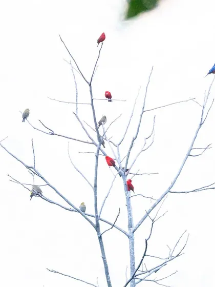 A "tree of life" in Sikkim, where colorful birds have replaced leaves. This minimalist, high-key image shows how life can bring color and vibrancy to even the most barren-looking landscapes.