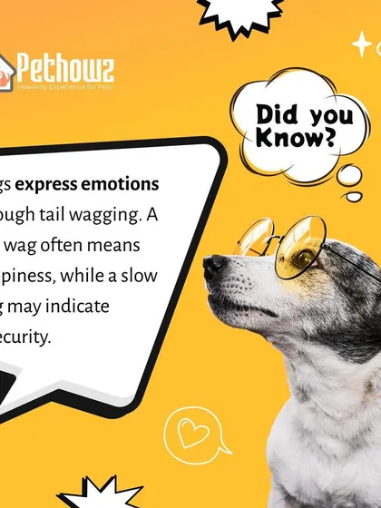 A dog's tail is a powerful communication tool. We teach you how to read the subtle cues in a tail wag, from a fast, happy wag to a slow, insecure one, helping you understand your dog's emotional state.