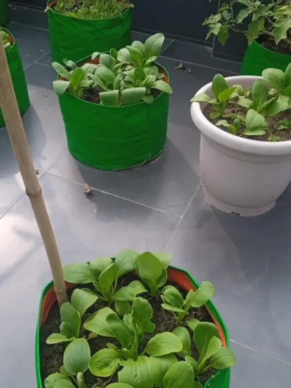 This setup shows a mix of leafy greens, including pak choi, growing in both grow bags and a traditional pot. I can customize the setup based on your space and preferences.