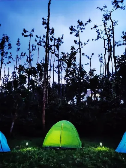 Camping under the unique silhouette of tall trees against the twilight sky. I find these distinctive forest locations that offer a memorable and visually stunning backdrop for your outdoor adventure.