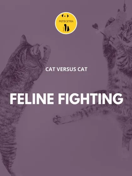Living in a multi-cat household shouldn't feel like a constant battle. I specialize in resolving feline conflicts, helping your cats go from rivals to roommates by addressing territorial issues and communication breakdowns.