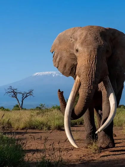 The legendary tusker, Craig, standing before the mighty Mount Kilimanjaro in Amboseli. My African expeditions are designed to capture these iconic, once-in-a-lifetime frames, placing you right in the heart of nature's grandest theatre.