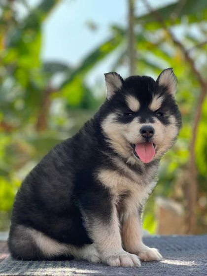 A duplicate shot showing the excellent posture of this young Husky pup. He is healthy, happy, and ready for a loving home.