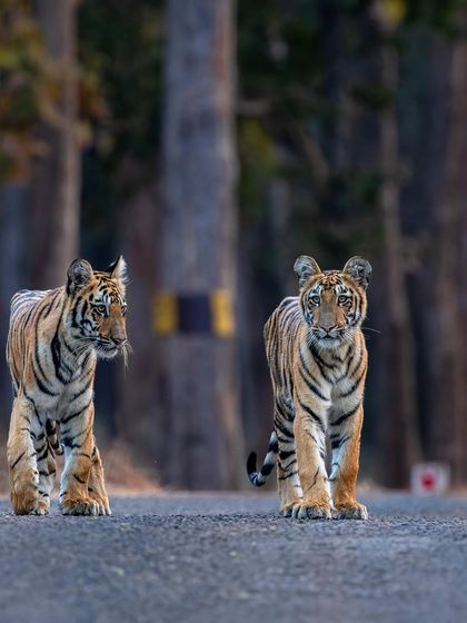 Tigers of India's Jungles photo 89