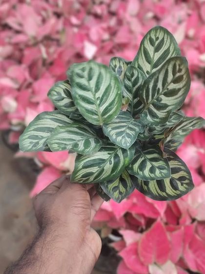 This is a Calathea Makoyana, or Peacock Plant. The intricate patterns on the leaves are truly amazing. It's a great choice for a plant lover who appreciates detail.