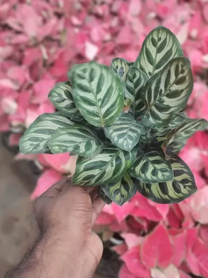 This is a Calathea Makoyana, or Peacock Plant. The intricate patterns on the leaves are truly amazing. It's a great choice for a plant lover who appreciates detail.