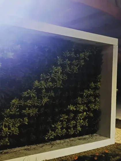 A side view of the freestanding wall, highlighting the density of the foliage.