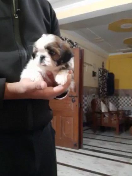 An under-nose view of one of our tri-color Shih Tzu puppies. We ensure all our pups are healthy from nose to tail.