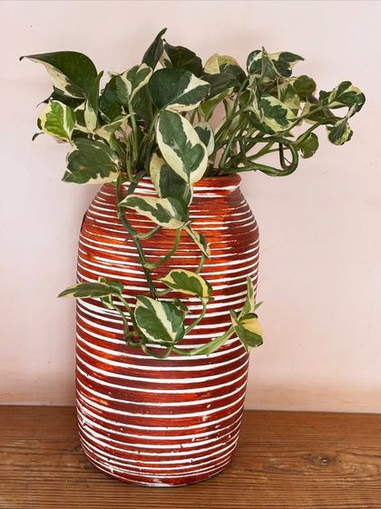 This tall, red-and-white striped planter is a statement piece on its own. Paired with a trailing N'Joy Pothos, it creates a really dynamic and eye-catching display.
