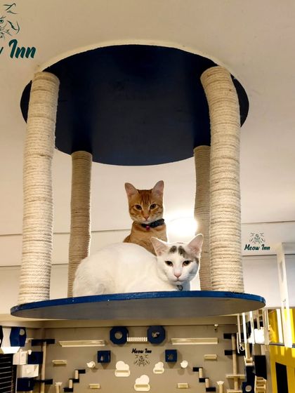 Meow Inn - Cat Lounge & Play Sessions Our Cat Paradise: A Tour of the Lounge photo 6