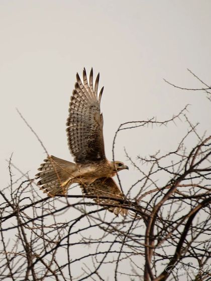 A White-eyed Buzzard in flight against a plain sky, showing the beautiful barring on its wings and tail.
