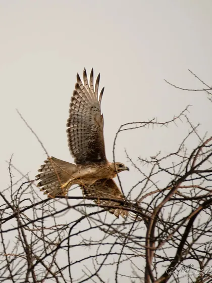 A White-eyed Buzzard in flight against a plain sky, showing the beautiful barring on its wings and tail.