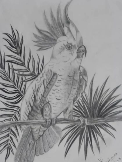 A pencil shading of a cockatoo, completed by my student Archana. She did a great job detailing the feathers and the bird's curious expression.