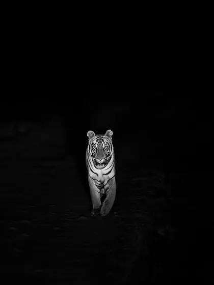A tiger emerges from the darkness, lit only by our jeep's headlights. This high-contrast scene was demanding to be shot in black and white to emphasize the mood and drama.