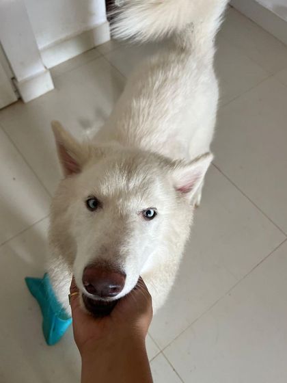 PL Paws - Animal Rescue & Rehabilitation Ready for a Home: Meet Our Adoptable Dogs photo 29