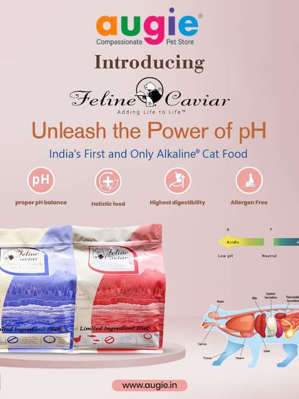 Augie Pets - Pet Supplies For Our Feline Friends: Premium Cat Nutrition photo 43