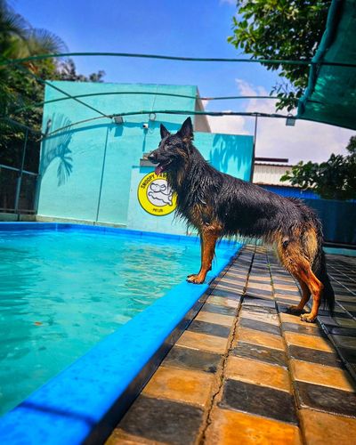 Dog Swimming & Hydrotherapy