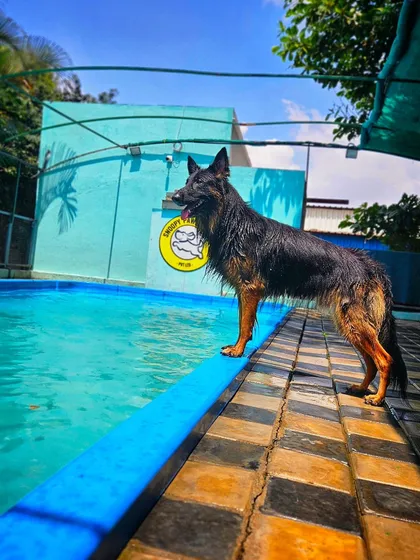 Enrichment is a huge part of a dog's well-being. My GSD Duggu enjoys a supervised swim, which is fantastic for his physical health and a great way to burn off energy constructively. It's a service I encourage for dogs who love the water.