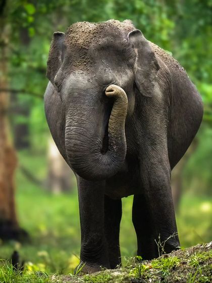 Even in low light and mist, the playful nature of a young elephant shines through. I captured this calf in Kabini at a high ISO, freezing a moment of pure, innocent joy.
