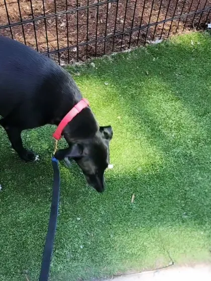 Xena stretching her legs at a pet relief area during a layover. I plan routes that include opportunities for pets to have a break when possible.