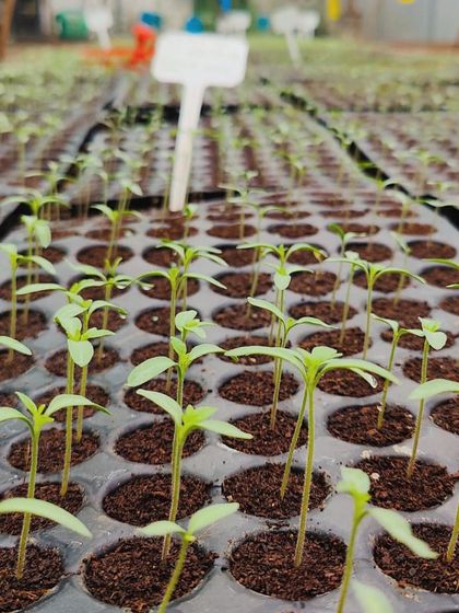 Rows of healthy seedlings stretching out in our nursery. This is the first and most crucial phase of our crop cycle.