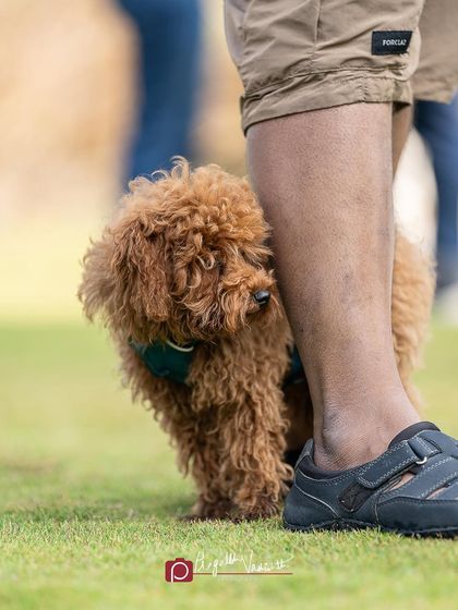 Pragalbh - Fine Art Pet Photography Outdoor Adventures photo 59