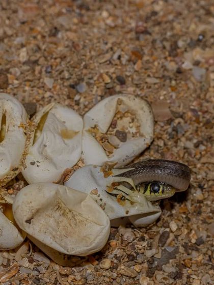 My Passion for Snakes photo 10