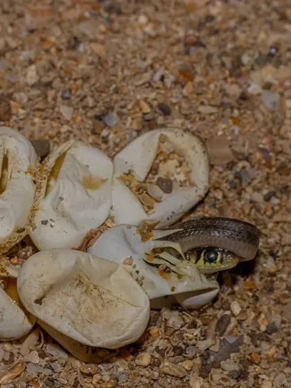 A new life begins. This Buff-striped Keelback hatchling emerges from its egg, a moment I was privileged to witness after artificially incubating a clutch of eggs found on a rescue call.