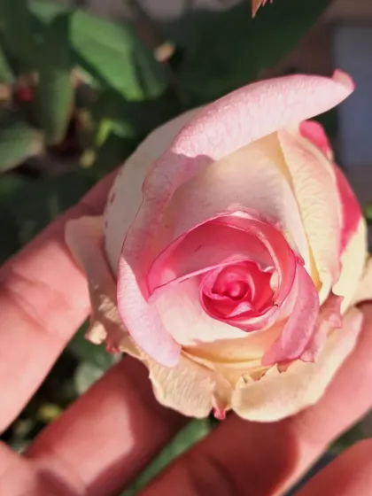 Bhardwaj - Urban Gardening Consultation A Riot of Colorful Flowers photo 68