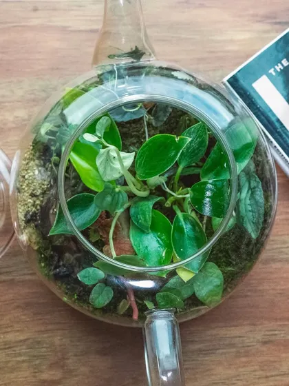 An overhead view of the teapot terrarium, showing the dense arrangement of plants inside. It’s a complete, self-sustaining world in a charming and unexpected vessel.