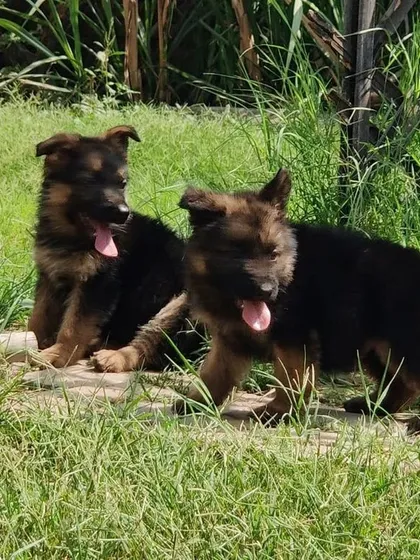 Meet my German Shepherd puppies from an imported champion bloodline. You can see their confidence and strong posture even at this young age. I raise them to be intelligent and loyal companions.