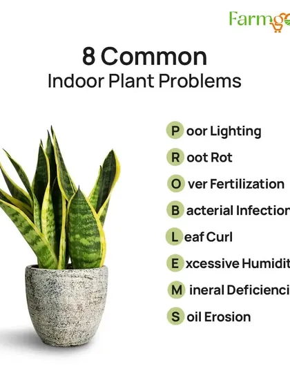 This helpful acronym outlines eight common indoor plant problems, including root rot, over-fertilization, and mineral deficiencies, so you can diagnose and fix issues quickly.