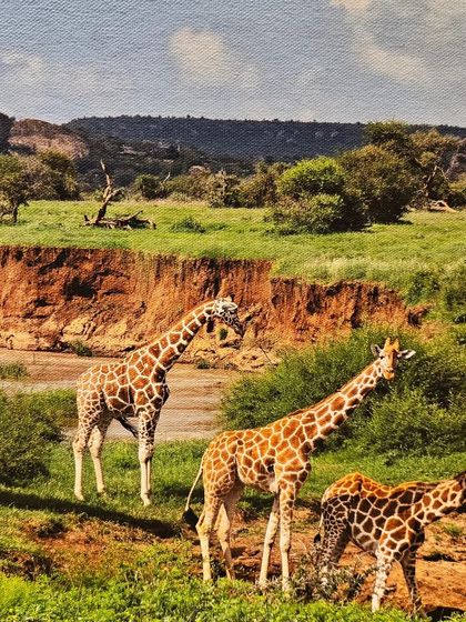 A photograph of a herd of giraffes in their natural habitat from 'Nature's Splendour'.