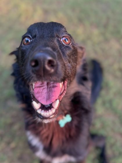 That happy, goofy smile from Shifu just melts my heart.
