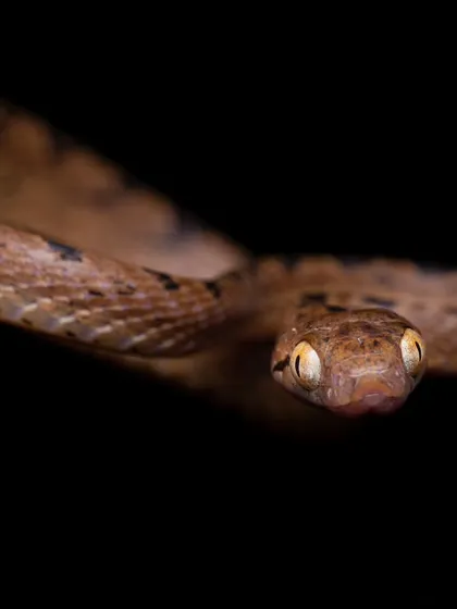 A direct look from a Common Cat Snake. My goal is to help people see the calm, gentle side of snakes and replace fear with curiosity and respect.