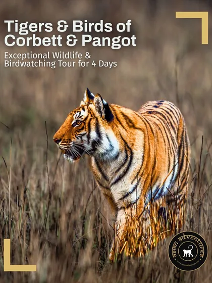This poster highlights our 4-day tour to Corbett and Pangot, focusing on the region's top predator, the tiger. This short expedition is perfect for those looking for a quick but immersive wildlife getaway.