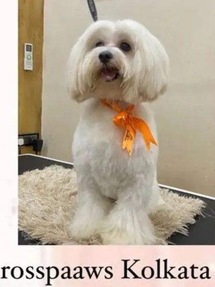 A beautiful Maltese looking dapper with an orange bow after his grooming session in our Kolkata salon.