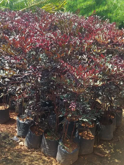 A large number of Leea coccinea 'Rubra' or Red Leea shrubs, known for their dark, reddish-purple foliage.