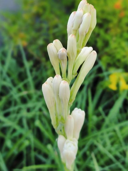 Flowering Beauties photo 18