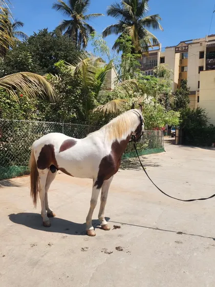 Introducing our new Kathiyawadi stallion. This magnificent paint horse stands at 59 inches and has a striking 'Lal Ablak' coat, a proud addition to our collection.