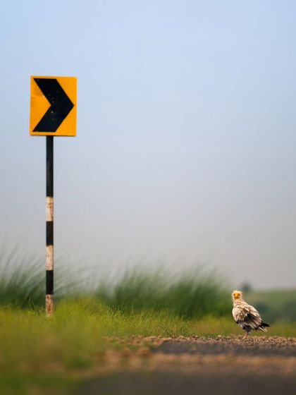 An Egyptian Vulture stands on a rural road next to a directional sign, creating a unique and thought-provoking composition. It's a story of wildlife adapting to a human-altered landscape.