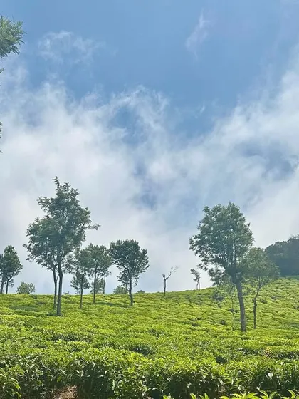 The rolling green hills and tea estates of Ooty under a beautiful blue sky.