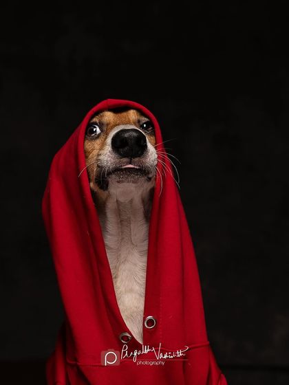 Pragalbh - Commercial Pet Photography Creative & Themed Campaigns photo 24